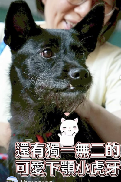 樂樂