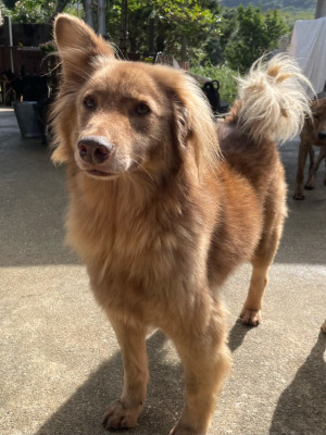 地主小熊