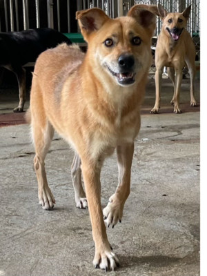 黃蓉