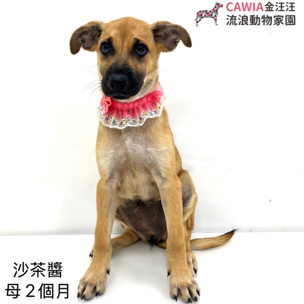 沙茶醬