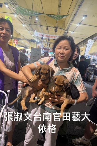 伊格