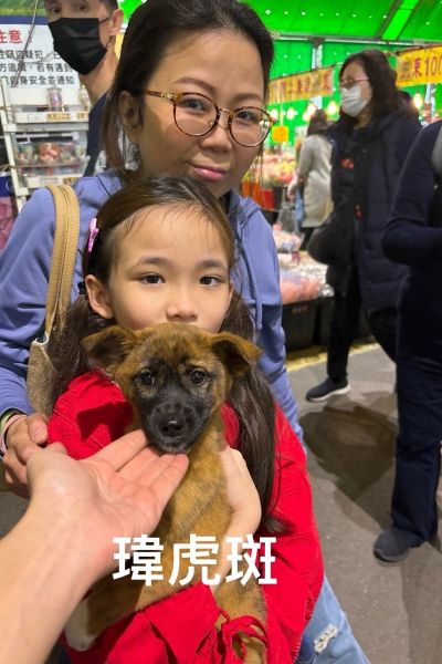 瑋虎斑