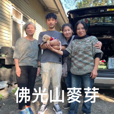 麥芽
