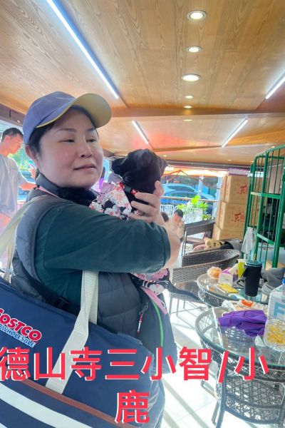 小智